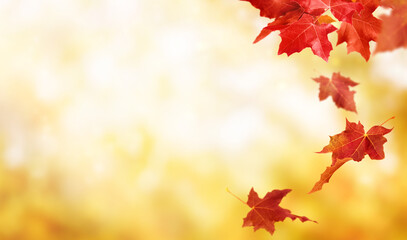 Naklejka na ściany i meble Autumn background with flying maple leaves. Fall background with copy space