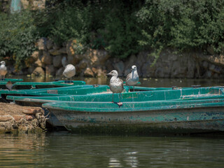 Fototapeta na wymiar A group of prairie gulls sit on boats that float in a pond in the park