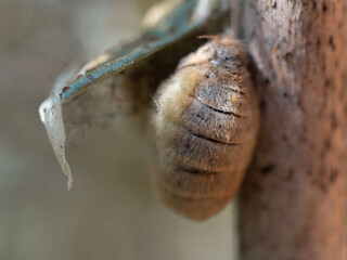 Female Vapourer Moth