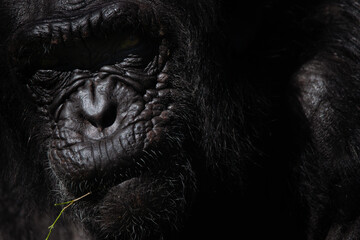 Close up facial portrait of an adult chimpanzee eating in the dark