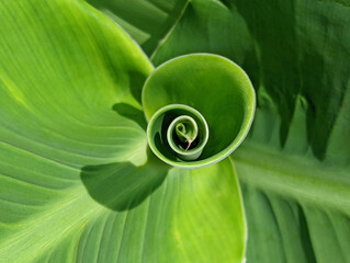Green canna lily leaf spiral