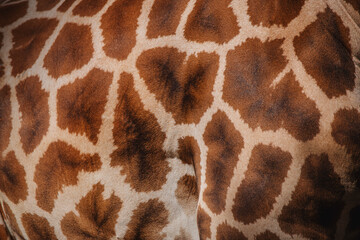 Pattern on the skin of an adult African giraffe with its fur glistening in the sunlight
