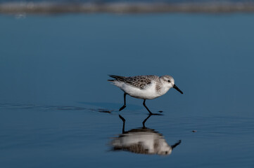 Strandläufer watet durch flaches Wasser