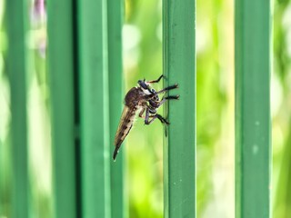 Large Bald Faced Hornet on Metal Railing