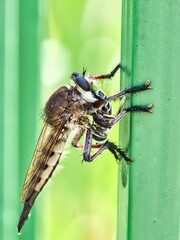 Large Bald Faced Hornet on Metal Railing