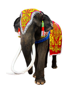 Elephant has beautiful and large. colorful painted elephant head ,Decorated elephants in Thailand.