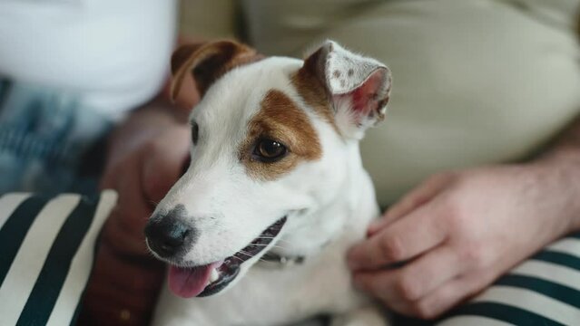 Domestic dog next to their owners. Funny jack russell terrier in the apartment.