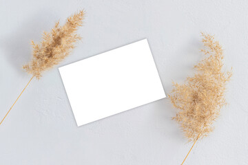 Mock up with blank business card and dried pampas grass on white background with shadow and...