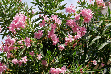 Laurier rose à Nice