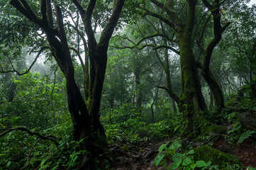 Fototapeta na wymiar Dense forest during rainy season. Old trees in a thick and lush green, wild forest.
