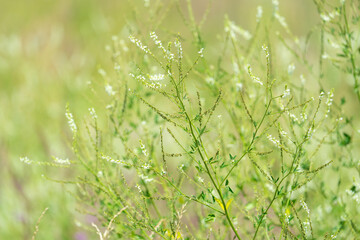 meadow herbs ivan-tea, sweet clover and thistle growing in the field