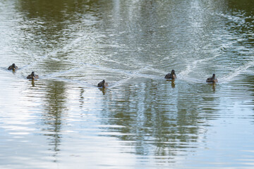 wild ducks in the park on the surface of the water and on the lawn