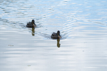 wild ducks in the park on the surface of the water and on the lawn