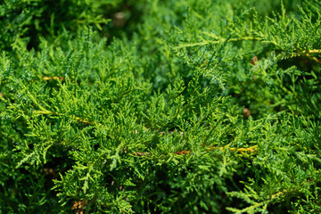 dense foliage and branches of thuja, a plant pattern for the background