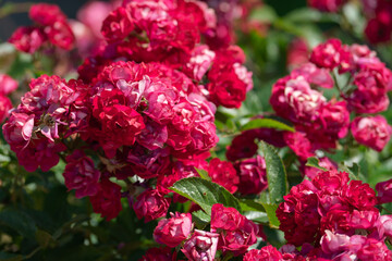 Fototapeta premium a large blooming bush of red roses on a sunny summer day