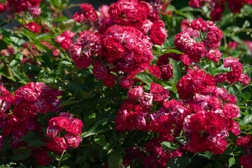 a large blooming bush of red roses on a sunny summer day