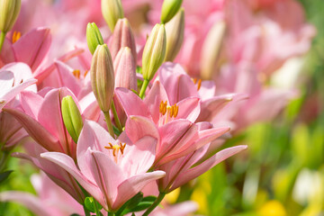 pink blooming lilies on a flower bed in a public park on a summer day