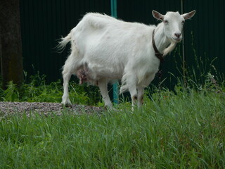 The goat eats grass. White goat grazes in the meadow in the village. Meadow grazing of the Saanen goat. - 523578553