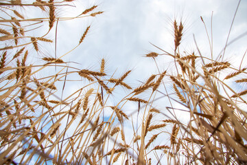 Gold wheat field and blue sky background