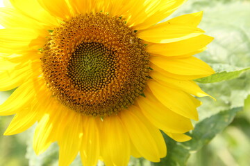 a part of a big sunflower with yellow leaves and a brown heart with nectar and pollen and seeds closeup in the fields in summer