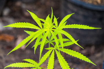 Cannabis leaf Marijuana cultivation trials for medical use in thailand.