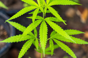 Cannabis leaf Marijuana cultivation trials for medical use in thailand.