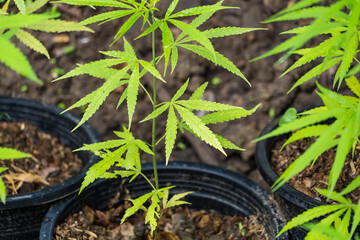 Cannabis leaf Marijuana cultivation trials for medical use in thailand.