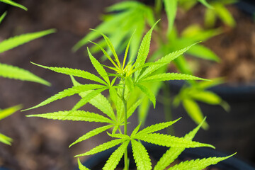Cannabis leaf Marijuana cultivation trials for medical use in thailand.