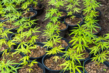 Cannabis leaf Marijuana cultivation trials for medical use in thailand.