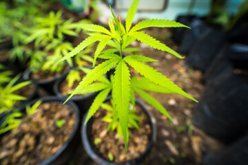 Cannabis leaf Marijuana cultivation trials for medical use in thailand.