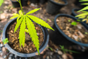Cannabis leaf Marijuana cultivation trials for medical use in thailand.