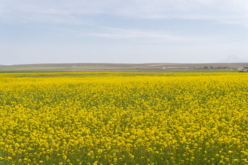 Fototapeta premium Canola rape agriculture flower