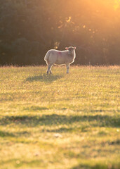 Lone sheep in lush green field early in morning with beautiful golden light.