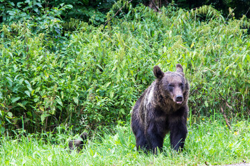 Naklejka premium Wild bears on the Transfagarasan Highway in Romania