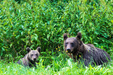 Naklejka premium Bear with cub
