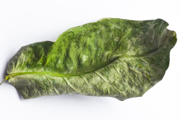 a sheet of dry and withered leaf on a white paper surface. Isolated pale green water guava leaf