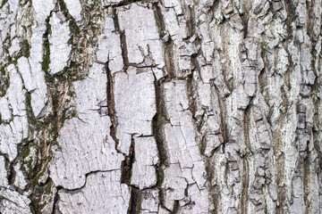 Bark Tree Texture, Atlantic cedar trunk, natural wood background, dark gray color