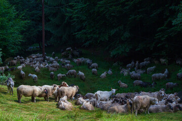 Fototapeta premium Flock of sheep on the Transfagarasan in Romania