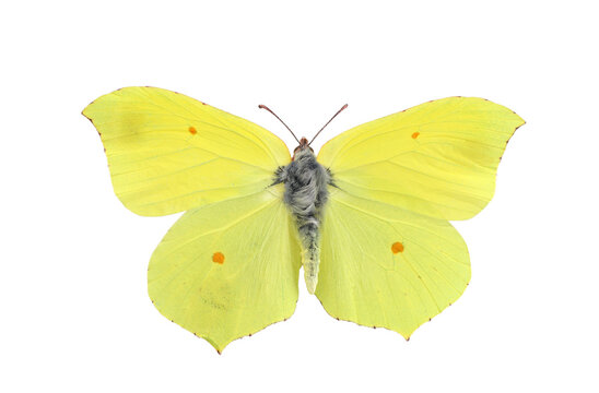 Common brimstone butterfly on transparent background