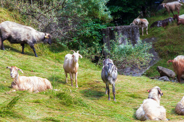 Flock of sheep on the Transfagarasan in Romania