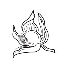 Opened Physalis flower with berry inside. Hand drawn vector sketch illustration drawn in simple line doodle style isolated on white background. Symbol of autumn harvest, confectionery, bakery, design