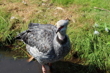 Two large rare Southern Screamer Birds hunting and foraging for food at a nature reserve. These animals look like a cross between a duck, pheasant and goose. This was recorded during the heatwave.