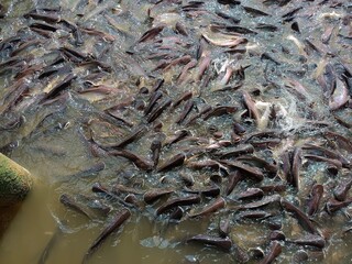 Fishes are swimming in river environment no people color image photography