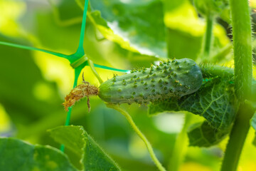Young plant cucumber with blooming cucumber flowers. Cultivation of cucumbers in fields.