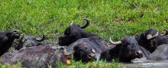 Water buffalo taking a bath in Romania
