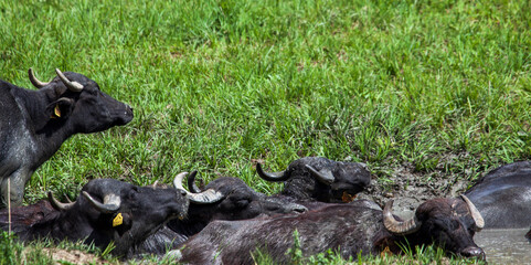 Water buffalo taking a bath in Romania