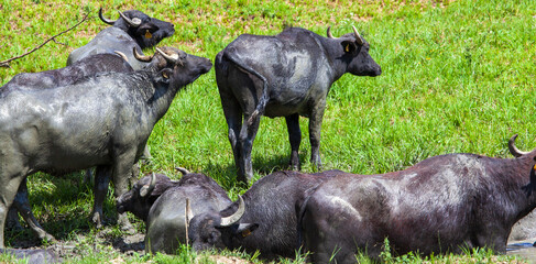 Water buffalo in Romania
