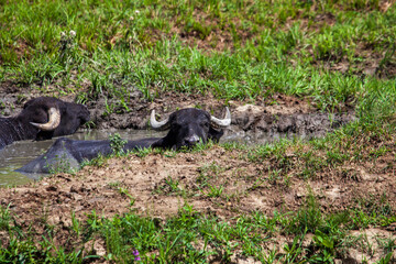 Water buffalo while bathing
