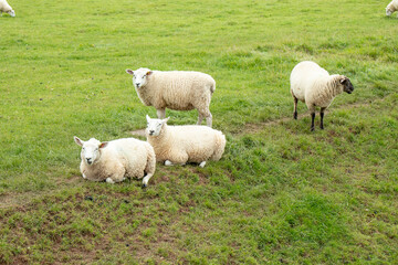 Obraz premium Sheep grazing in the countryside.