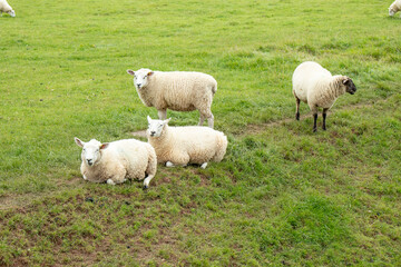 Sheep grazing in the countryside.